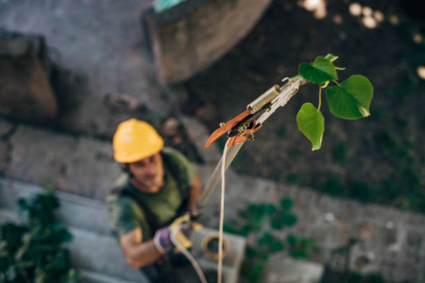 Tree Root Removal in Jasper, AL